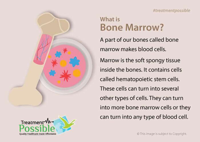 An infographic defining the bone marrow